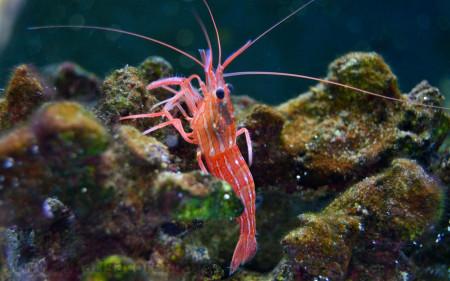 lysmata wurdemanni