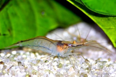 macrobrachium crenulatum