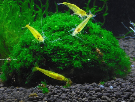 neocaridina davidi var. yellow