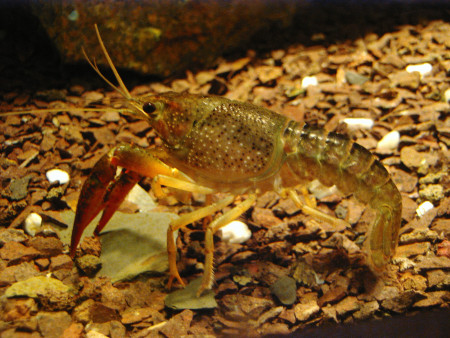 orconectes limosus