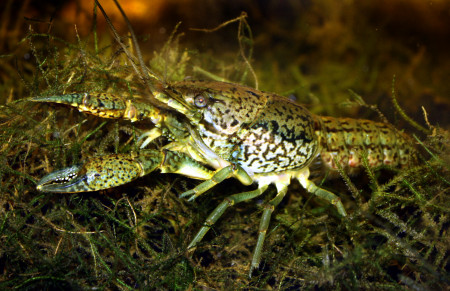 procambarus fallax forma virginalis