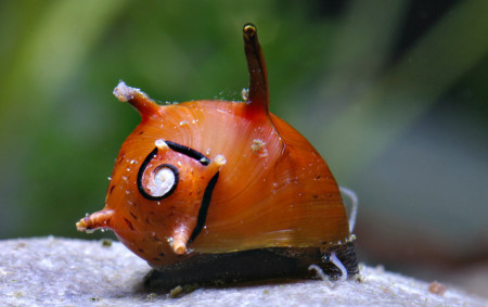 clithon diadema