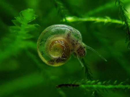 gyraulus chinensis