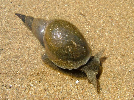 lymnaea stagnalis