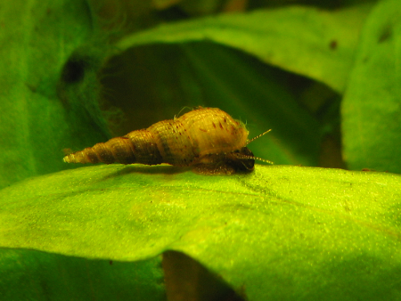 melanoides tuberculatus