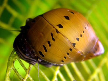 neritina turrita