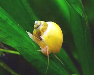 pomacea glauca (espèce interdite depuis le 8 nov 2012)