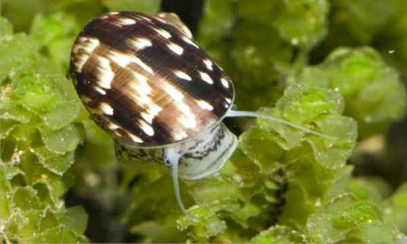 theodoxus fluviatilis (linnaeus, 1758)