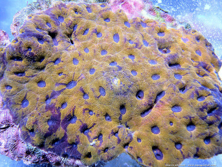 acanthastrea echinata