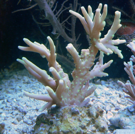 acropora lokani