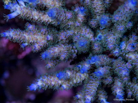 acropora tenuis