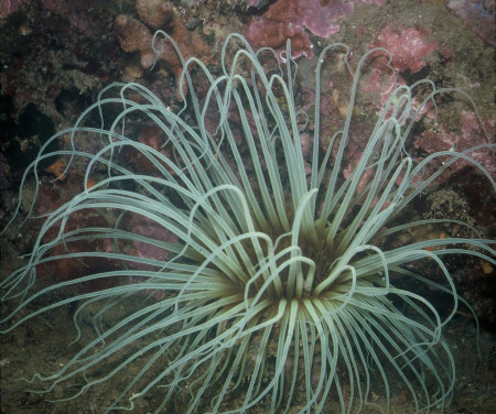 cerianthus membranaceus