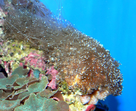 galaxea fascicularis