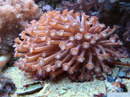 goniopora tenuidens