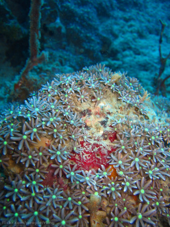 knopia octocontacanalis