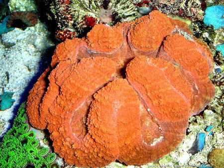 lobophyllia hemprichii