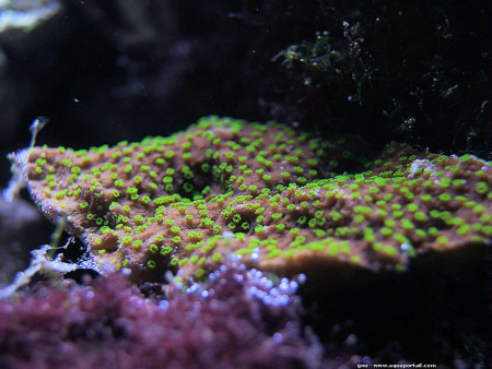 montipora australiensis
