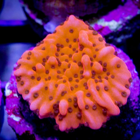 montipora palawanensis