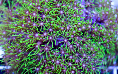pachyclavularia violacea