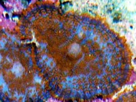 rhodactis musciformis