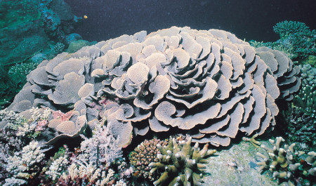 echinopora lamellosa