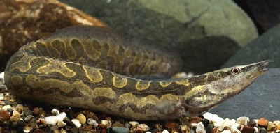 mastacembelus armatus