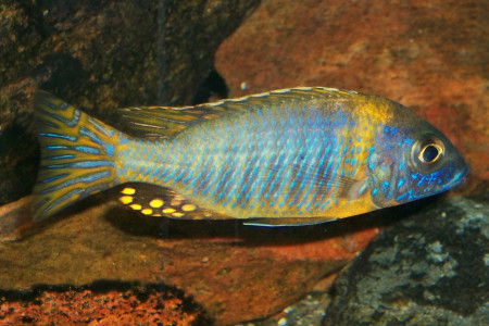 aulonocara korneliae
