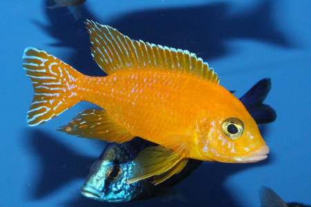 zz aulonocara sp. "nagara"