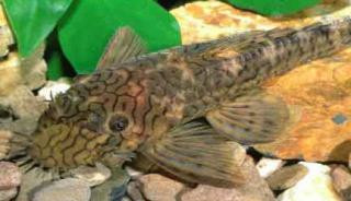 zz ancistrus sp. l159