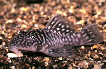 parancistrus aurantiacus