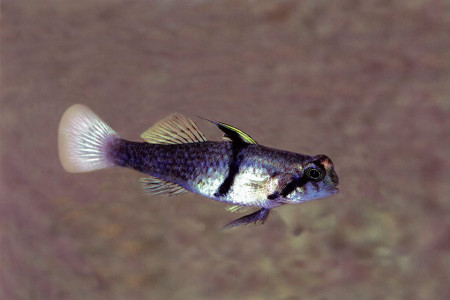 redigobius balteatus