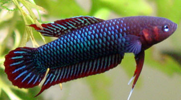 betta uberis