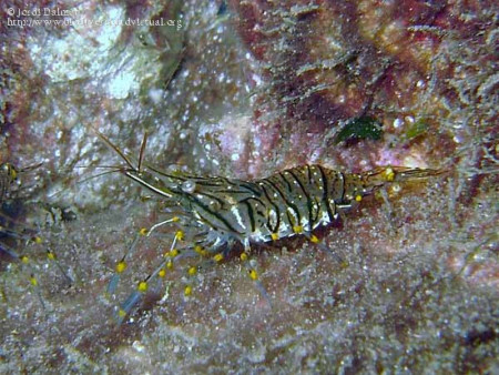 palaemon elegans , rathke, 1837