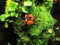 geosesarma sp (aristocratensis)