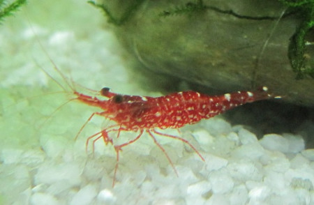 caridina sp. brown camo shrimp