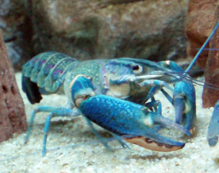cherax quadricarinatus