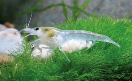 neocaridina zhangjiajiensis