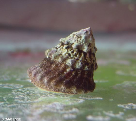lithopoma tectum