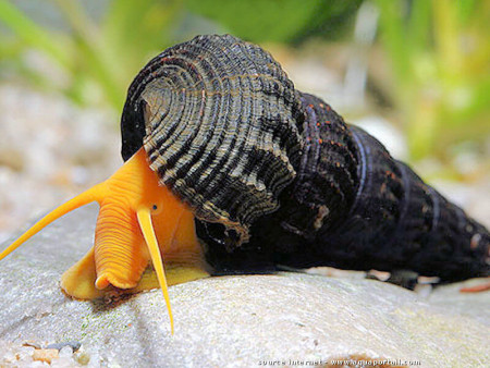 tylomelania sp.