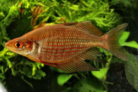 glossolepis multisquamata