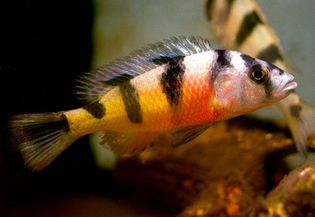 haplochromis latifasciatus