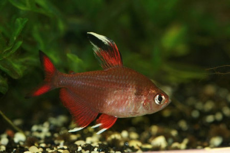 hyphessobrycon rosaceus
