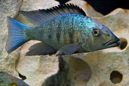 fossorochromis rostratus