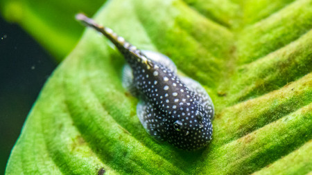 gastromyzon punctulatus