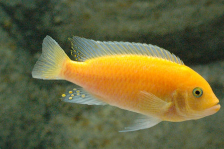 maylandia estherae