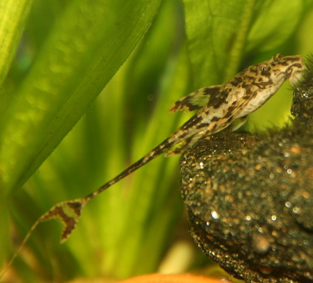 rineloricaria eigenmanni