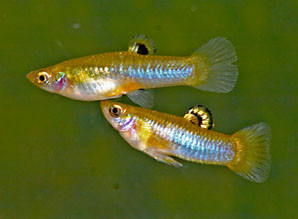 poecilia caucana