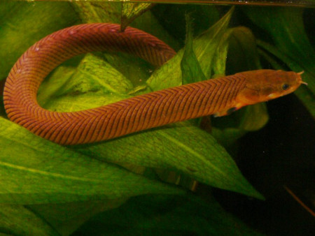 erpetoichthys calabaricus
