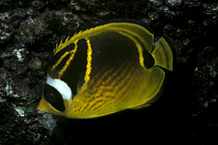 chaetodon lunula
