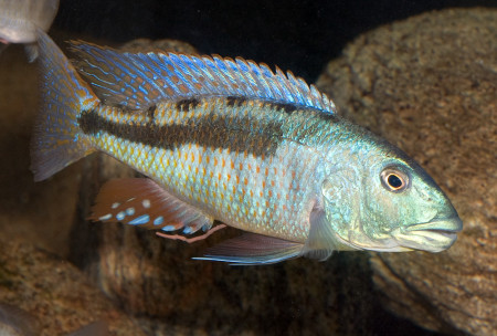champsochromis spilorhynchus